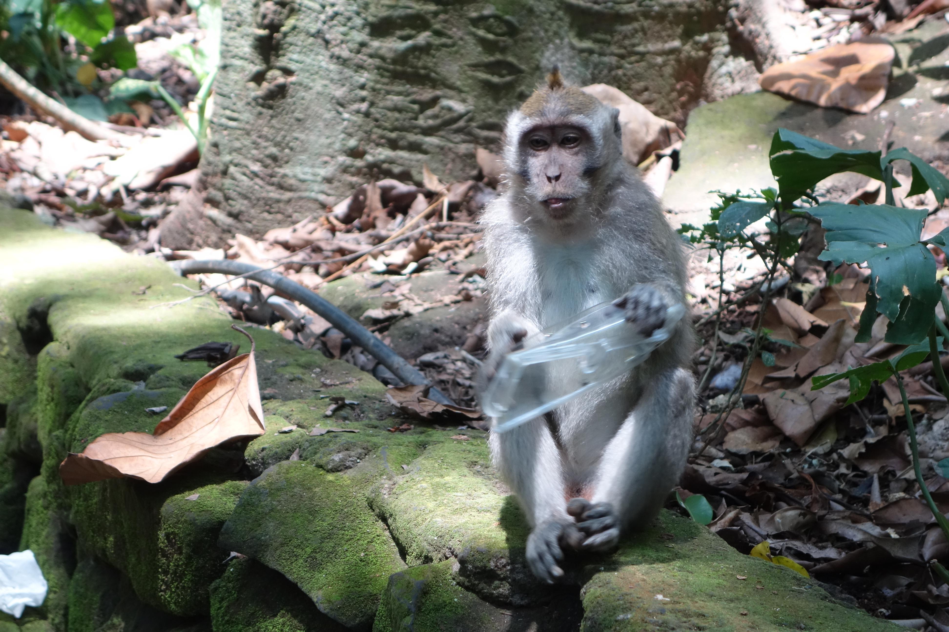 Ubud monkeys